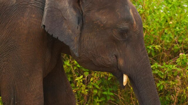 Portrait of a beautiful Asian elephant in the forest. Ceylon elephant lat. Elephas maximus maximus, one of the three subspecies of the Asian elephant, is endemic to Ceylon. Slow motion video