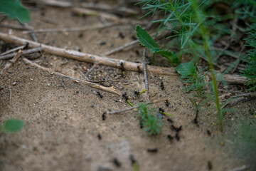 Busy activity of ants in their natural habitat