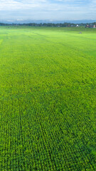 Fototapeta premium Aerial View of Green Crop Field
