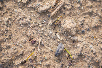 Busy activity of ants in their natural habitat
