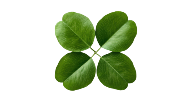 Title: Four Leaf Clover Top View Isolated on White Background
