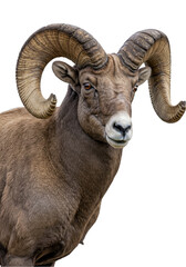 Obraz premium Majestic Brown Horned Ram Wildlife Close Up Isolated Transparent