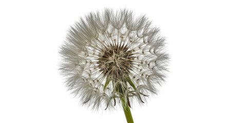 Isolated Dandelion Seed Head