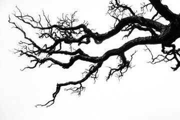 Obraz premium Twisted black tree branches on white background