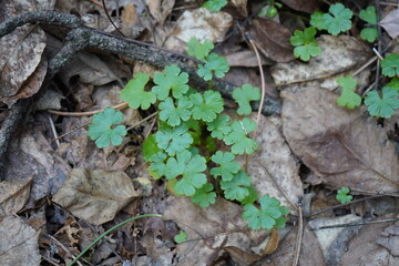 Shining cranesbill or (in North America) shining geranium or shiny geranium(Geranium lucidum)