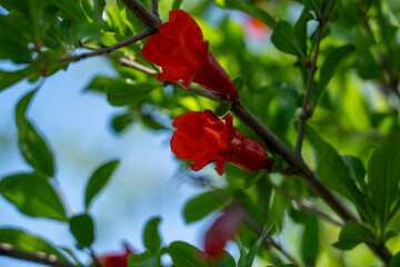 Pomegranate Blossom։ Nature&rsquo;s Timeless Beauty