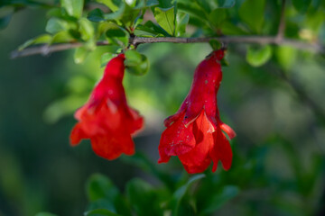 Pomegranate Blossom։ Nature&rsquo;s Timeless Beauty