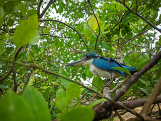 lilac breasted roller