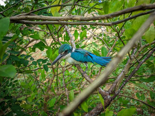 blue tit on a branch