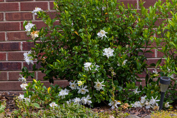 The cape jasmine (Gardenia jasminoides) commonly known as gardenia is an evergreen flowering plant...