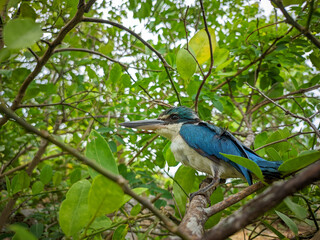 kingfisher on a branch