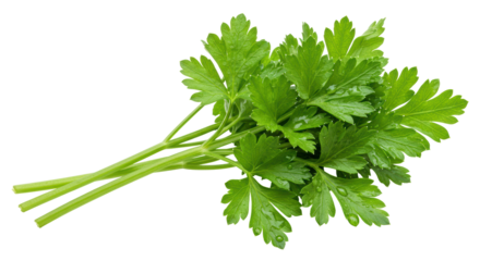 Isolated Fresh Parsley