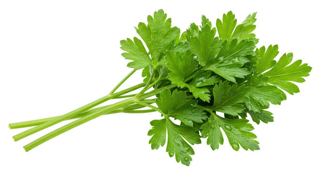 Isolated Fresh Parsley