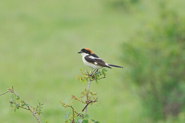 Woodchat shrike. Lanius senator