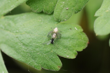 A drama in the miniature world that we rarely pay attention to