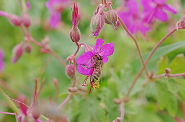 Pollination process. honey bee