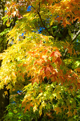 maples leaves of yellow, orange and green