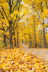 autumn in the forest along a path