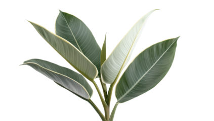 Close-up of a variegated plant's leaves, showcasing their oblong shape, prominent veins, and silvery-green coloration against a black background