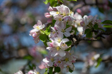 White apple blossoms in full bloom against a clear blue spring sky.
