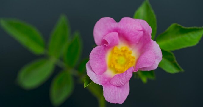timelapse rose hips