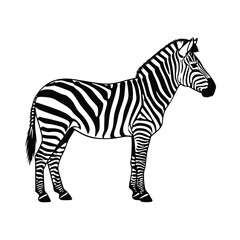 Obraz premium Plains zebra illustration, black and white, for educational purposes