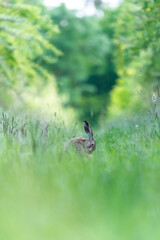 Ein Hase zwischen langen Grashalmen auf einer Wiese
