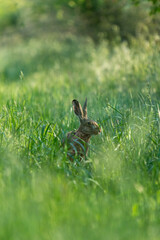 Ein Hase zwischen langen Grashalmen auf einer Wiese