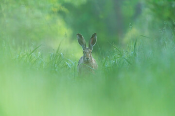 Ein Hase zwischen langen Grashalmen auf einer Wiese