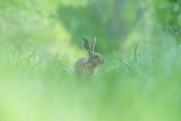 Ein Hase zwischen langen Grashalmen auf einer Wiese