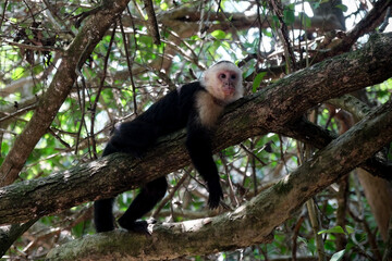 Capuchin monkey resting on a tree branch in its natural habitat