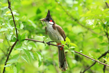 bird is looking for prey on a tree branch.