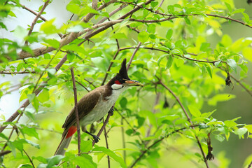 bird is looking for prey on a tree branch.