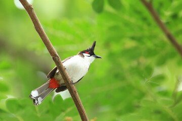 bird is looking for prey on a tree branch.