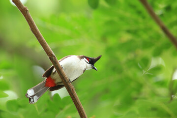 bird is looking for prey on a tree branch.