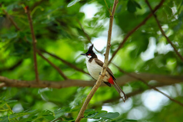 bird is looking for prey on a tree branch.