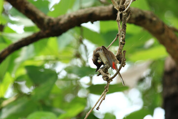 bird is looking for prey on a tree branch.