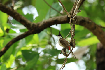 bird is looking for prey on a tree branch.