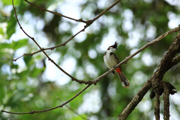 bird is looking for prey on a tree branch.