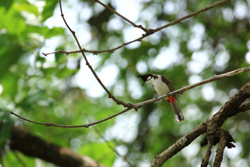 bird is looking for prey on a tree branch.