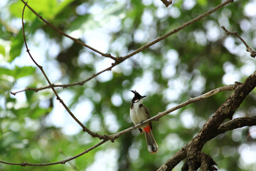 bird is looking for prey on a tree branch.