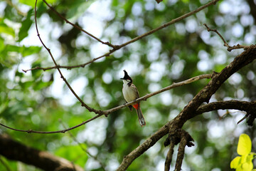 bird is looking for prey on a tree branch.