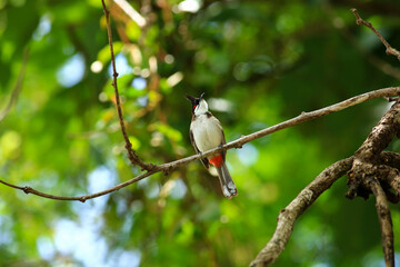 bird is looking for prey on a tree branch.