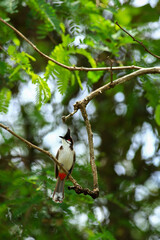 bird is looking for prey on a tree branch.