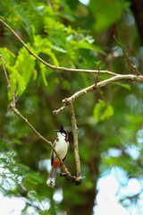 bird is looking for prey on a tree branch.