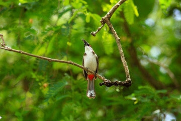 bird is looking for prey on a tree branch.