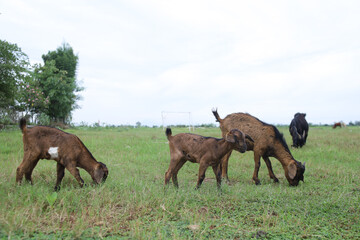 Fototapeta premium Indonesian goat kid