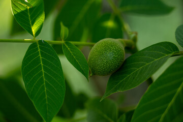 Unripe Green Walnut on the Tree