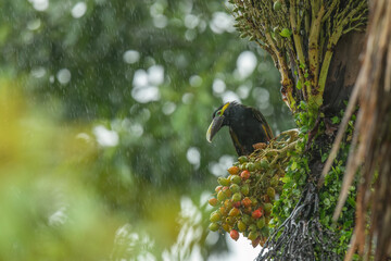 Yellow-eared toucanet (Selenidera spectabilis) is rare species of toucans in Costa Rica