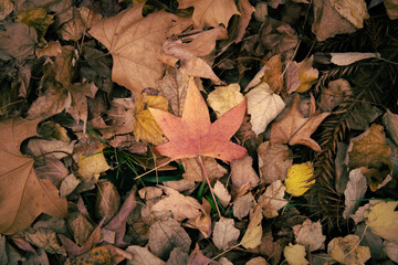 Single Red Autumn Leaf Among Fallen Leaves on Forest Floor